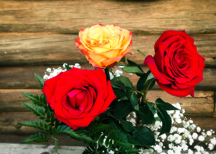 Valentine's Day Roses