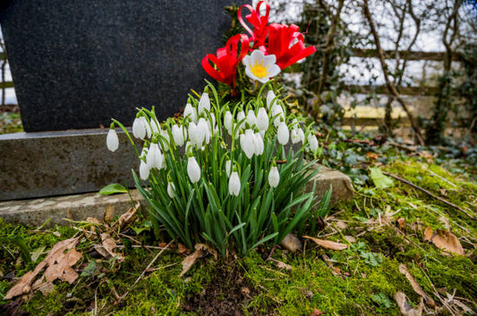 Funeral Flowers: When to Send Them and What to Include in the Message?